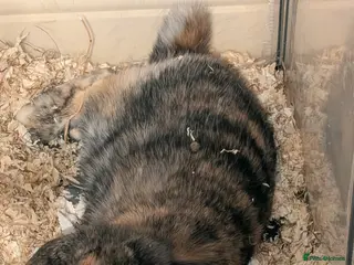 Mini Lop rabbits Mini lop female - Advert 1