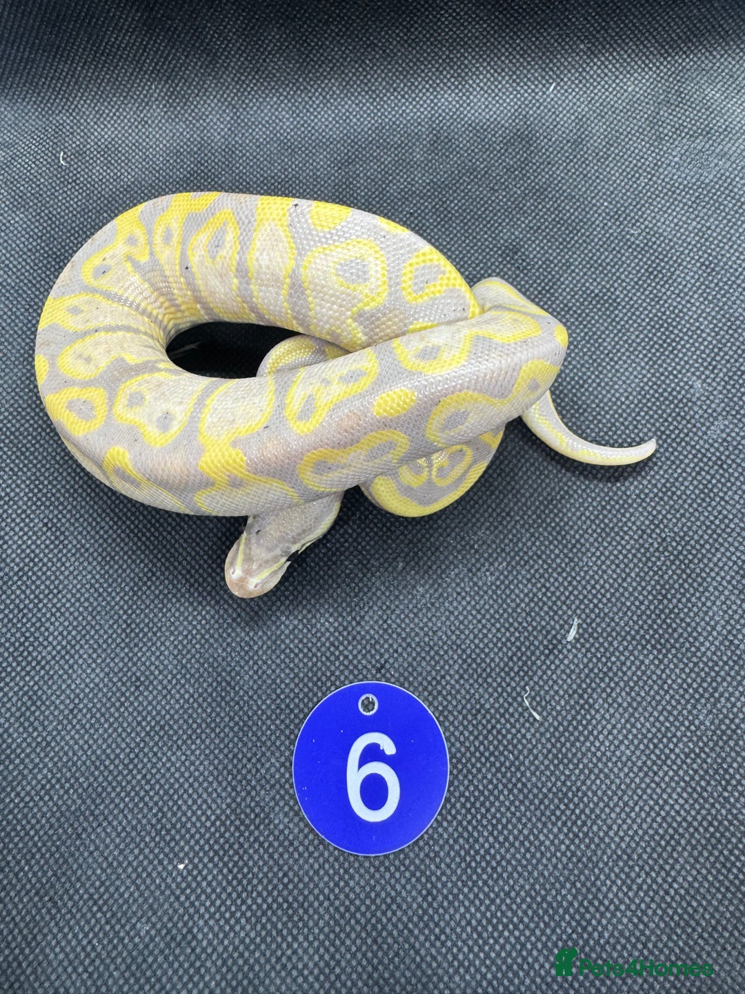 Python Snake reptiles for sale: Royal pythons from £20 - Image 2