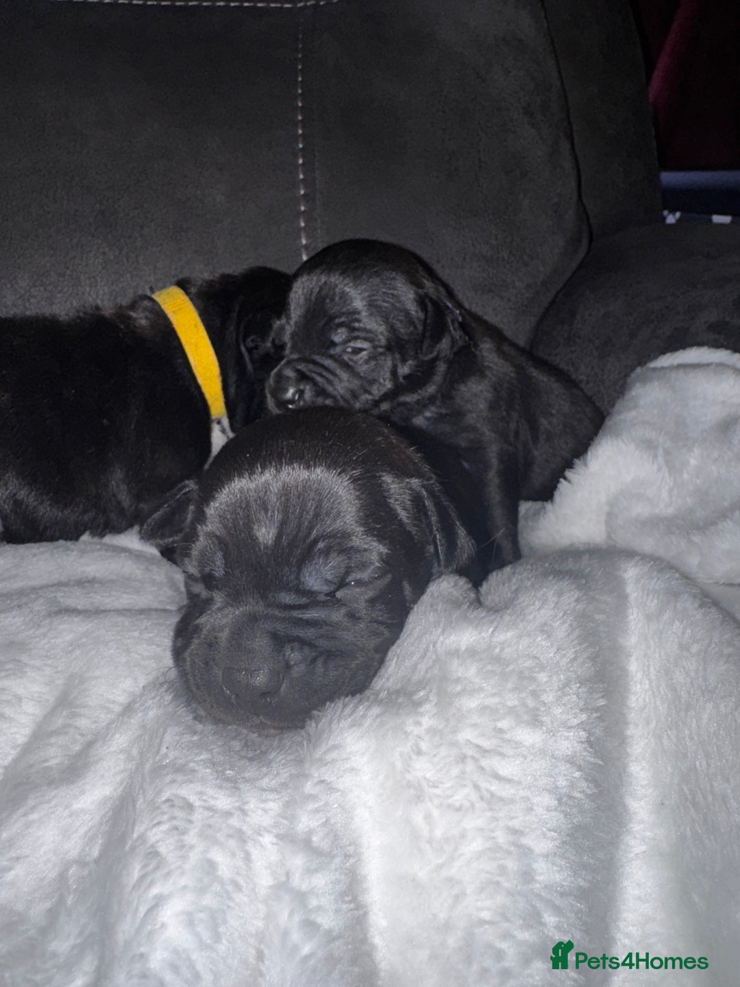 Staffordshire Bull Terrier dogs for sale: 6 Staffordshire pups - Advert 8