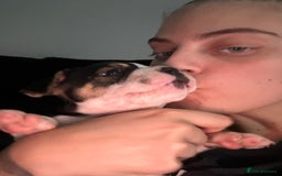 Mixed Breed dogs for sale: 5 week old staffie pups for sale - Image 16