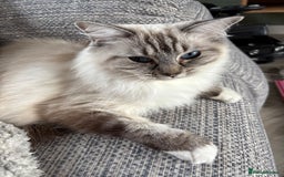Ragdoll cats for sale: Lynx ragdoll for sale  - Advert 1