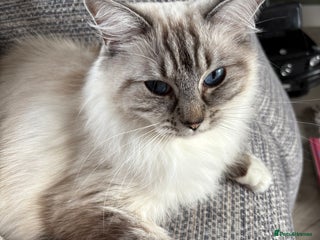 Ragdoll cats Lynx ragdoll for sale - Advert 1