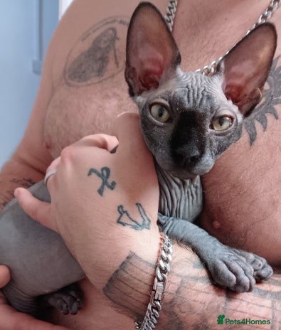 Sphynx cats - Advert 2