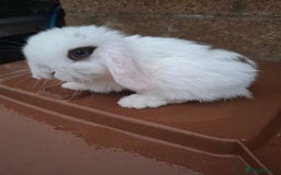 Mini Lop rabbits for sale: Mini lops for sale - Image 1