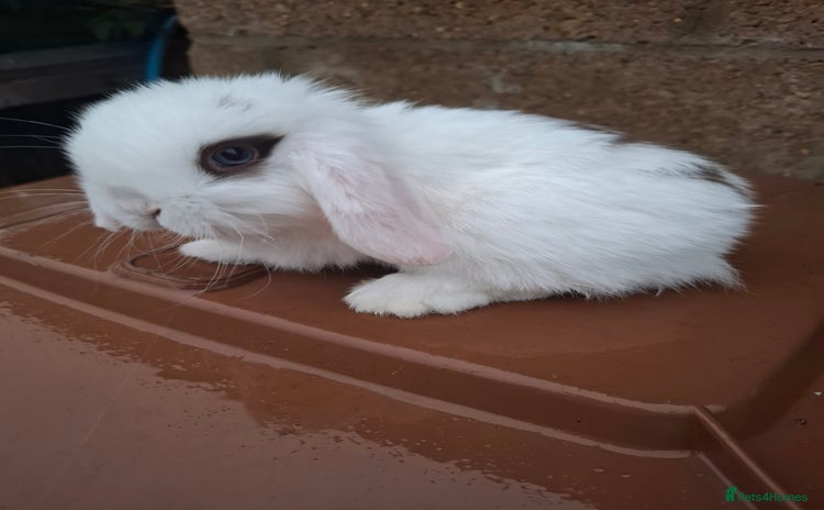 Mini Lop rabbits - Advert 7