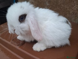 Mini Lop rabbits - Advert 12