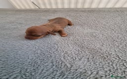 Miniature Dachshund dogs for sale: Minature dashshunds  - Image 3