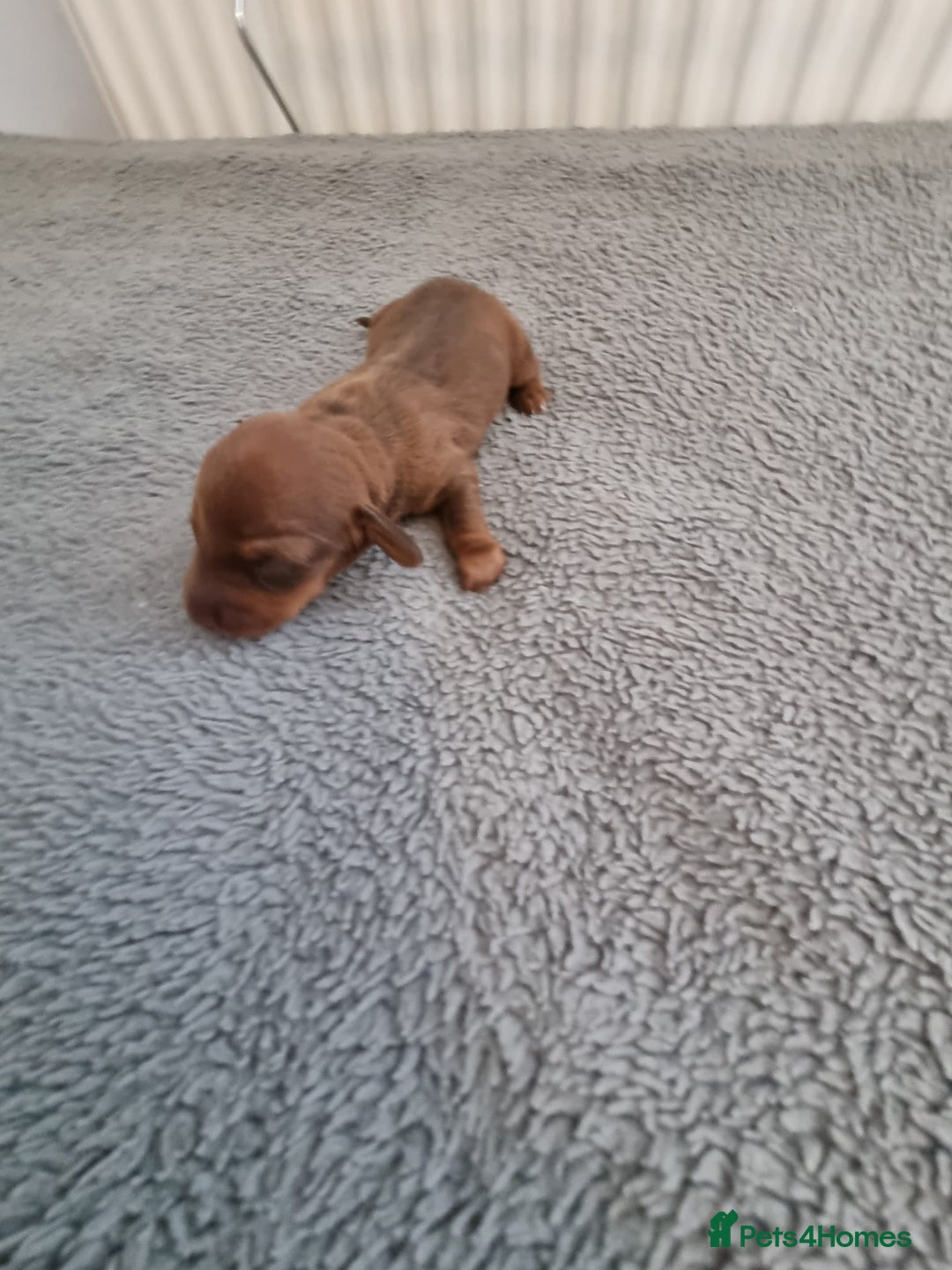 Miniature Dachshund dogs for sale: Minature dashshunds  - Image 3