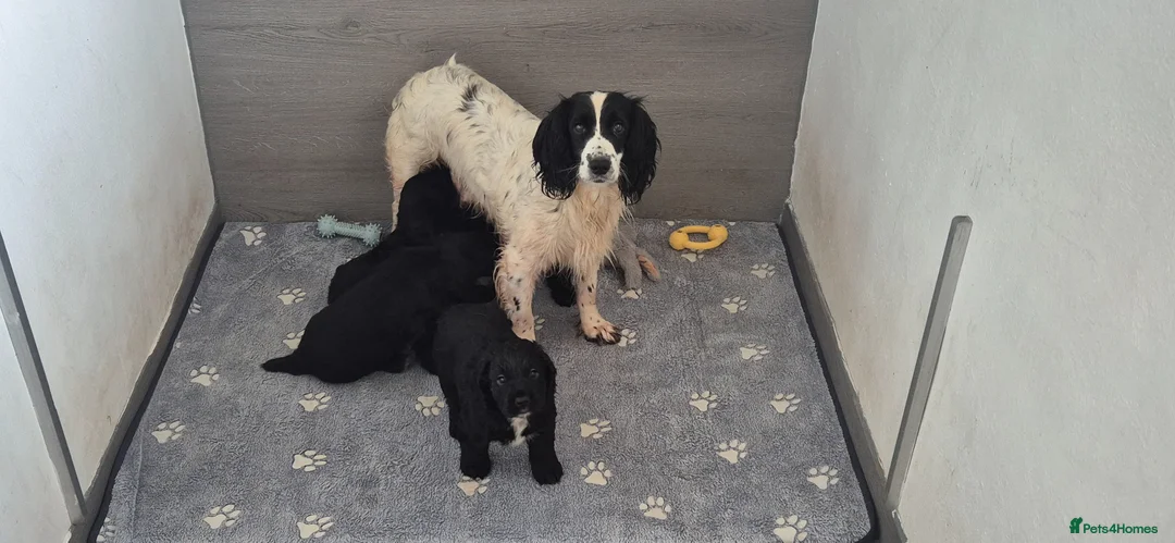 Sprocker dogs for sale: Sprocker puppies in Redruth - Advert 8