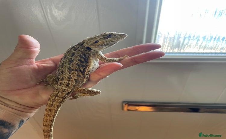 Bearded Dragon reptiles - Advert 6