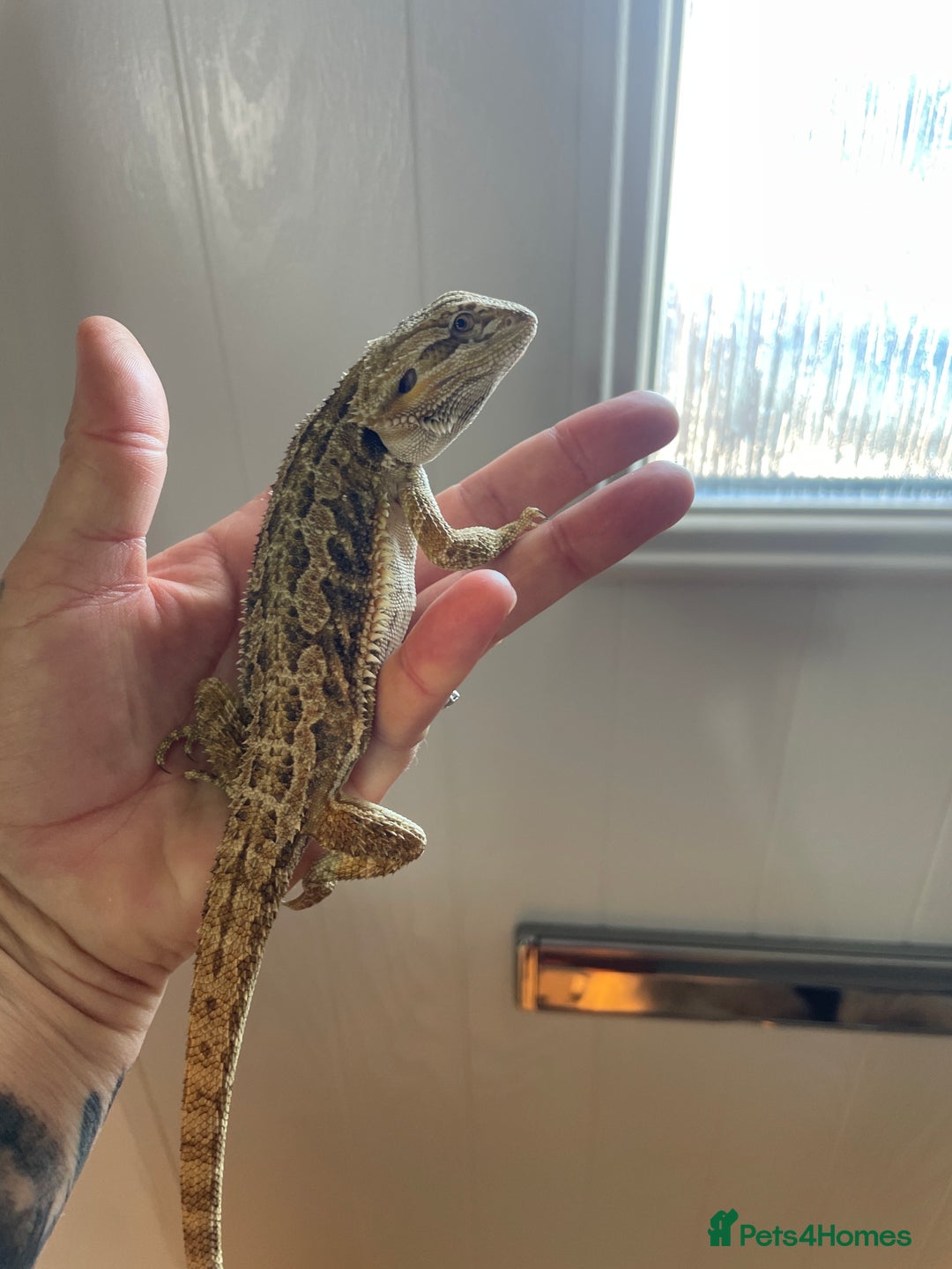 Bearded Dragon reptiles for sale: Baby bearded dragons need loving homes - Image 1