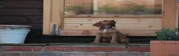 Cocker Spaniel dogs for sale: Gorgeous Working Cocker Spaniel Pups  - Advert 9