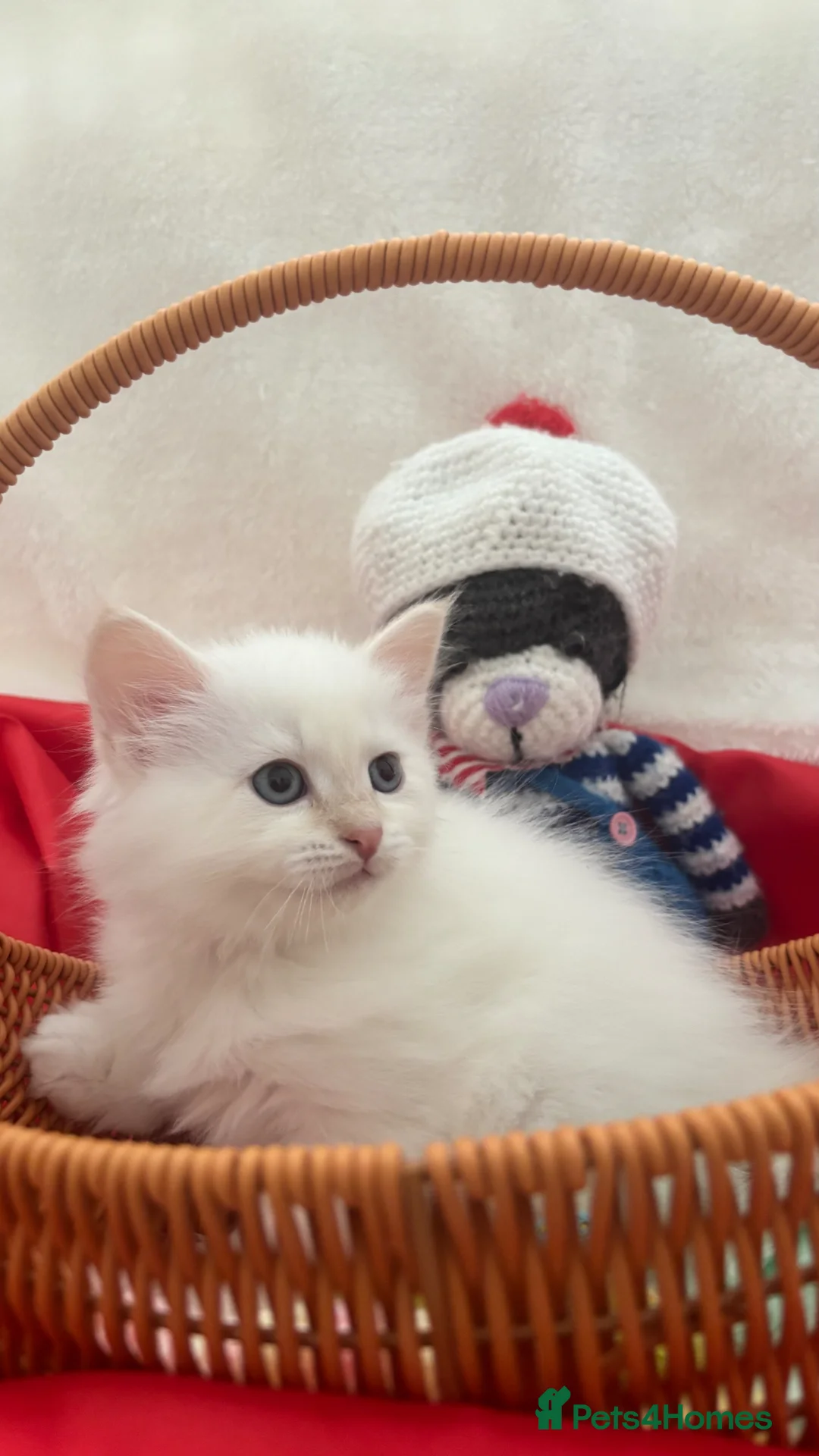 Siberian cats for sale: Beautiful Siberian kittens registered GCCF - Advert 2