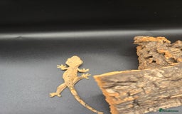 Gecko reptiles for sale: Baby Crested Geckos - Image 8