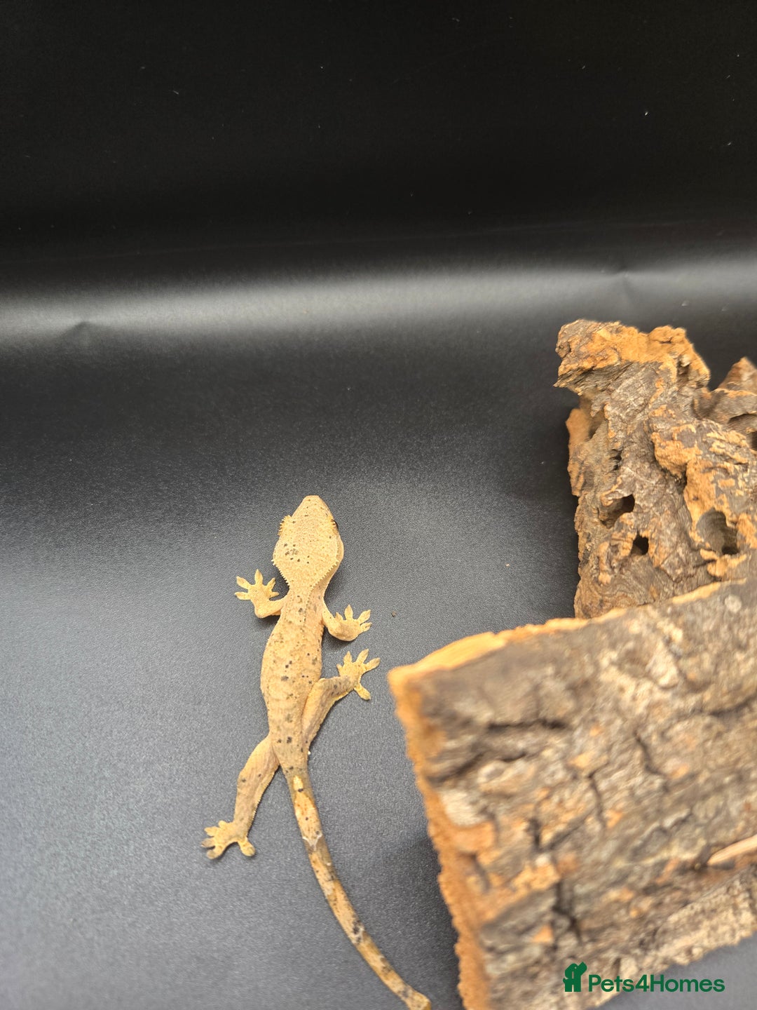 Gecko reptiles for sale: Baby Crested Geckos - Image 8