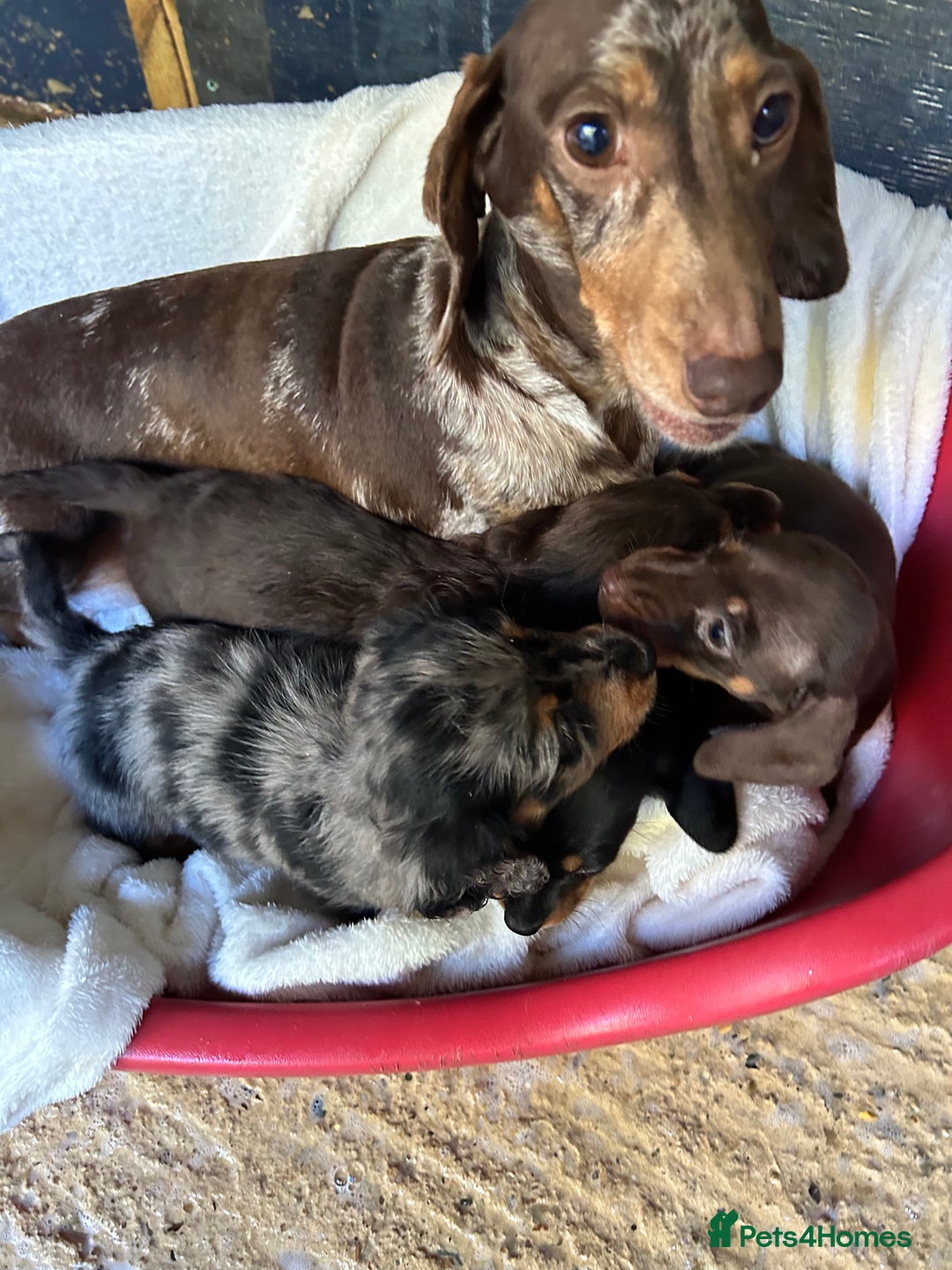 Dachshund dogs for sale: Miniature dashhounds  - Image 5