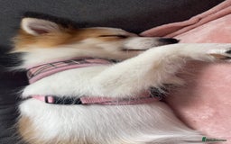 German Spitz dogs for sale: 🐾 10-Month-Old German Spitz Puppy - Image 1