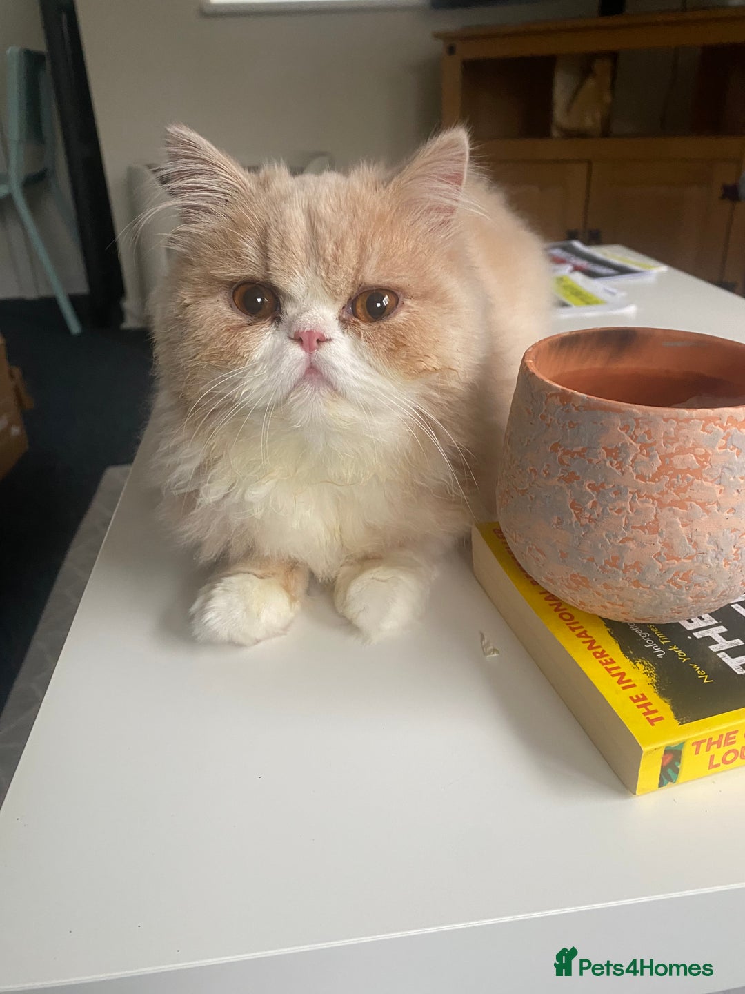 Persian cats for sale: Alvin - Advert 6
