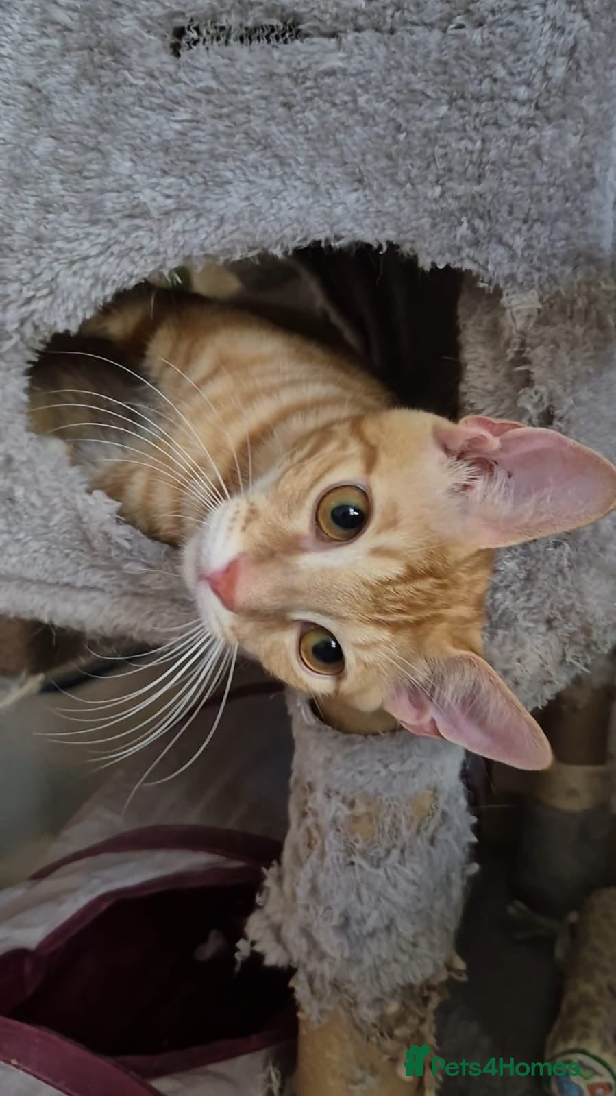 Arabian Mau cats Meet Mr Bobtail!  - Advert 1