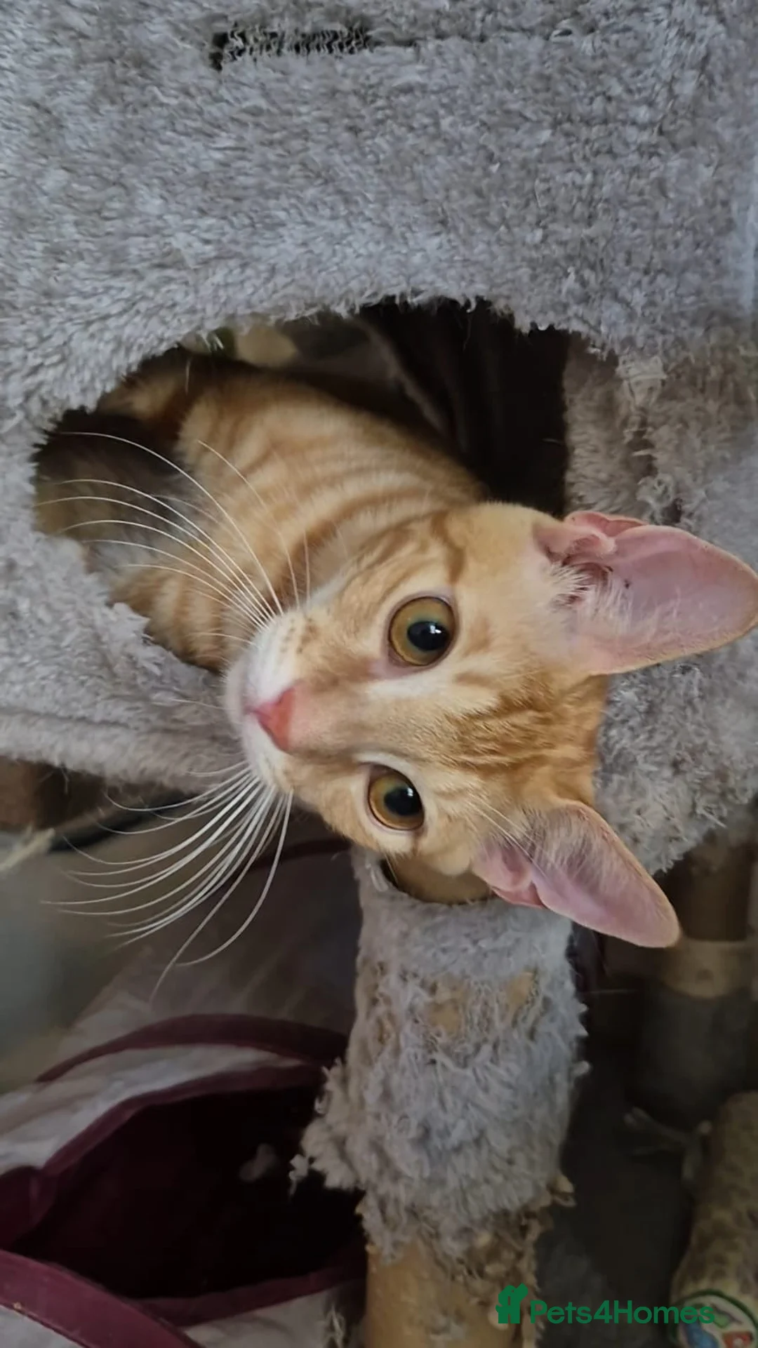 Arabian Mau cats for sale: Meet Mr Bobtail!  - Advert 1