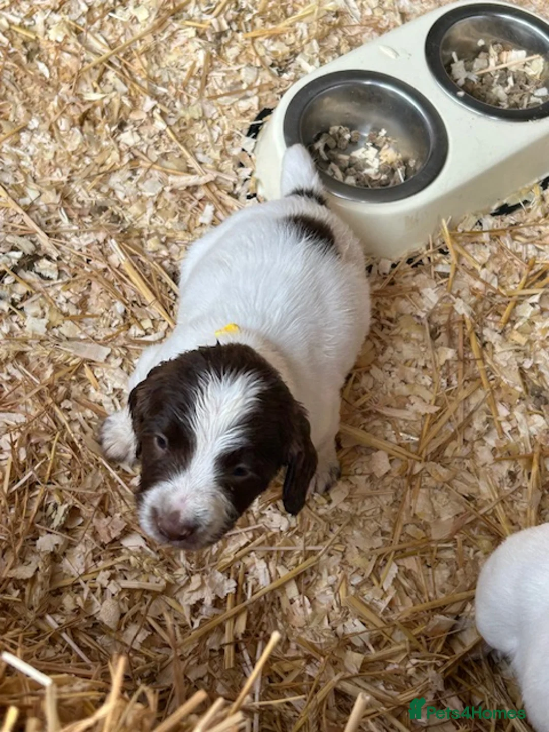 English Springer Spaniel dogs for sale: KC Registered English Springer Spaniel Puppies in Birmingham - Advert 2