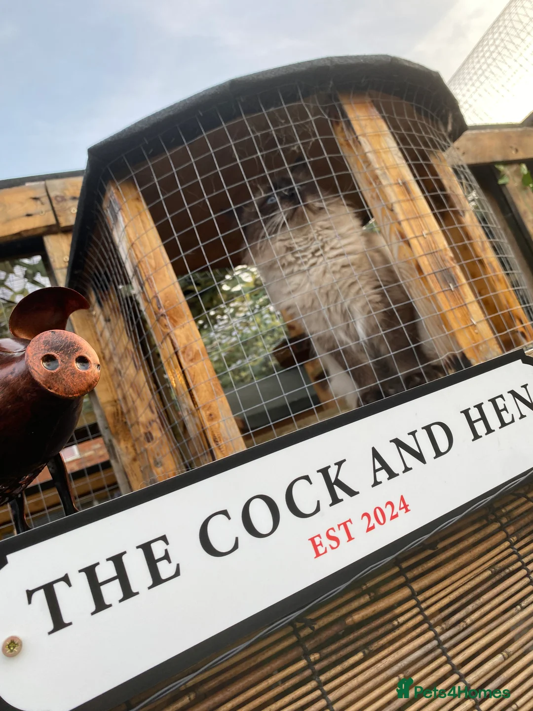 Ragdoll cats for stud: Active gccf stud chocolate carrier seal point  - Advert 3