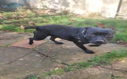 Staffordshire Bull Terrier dogs for sale: Staffordshire bull terrier bitch - Advert 3