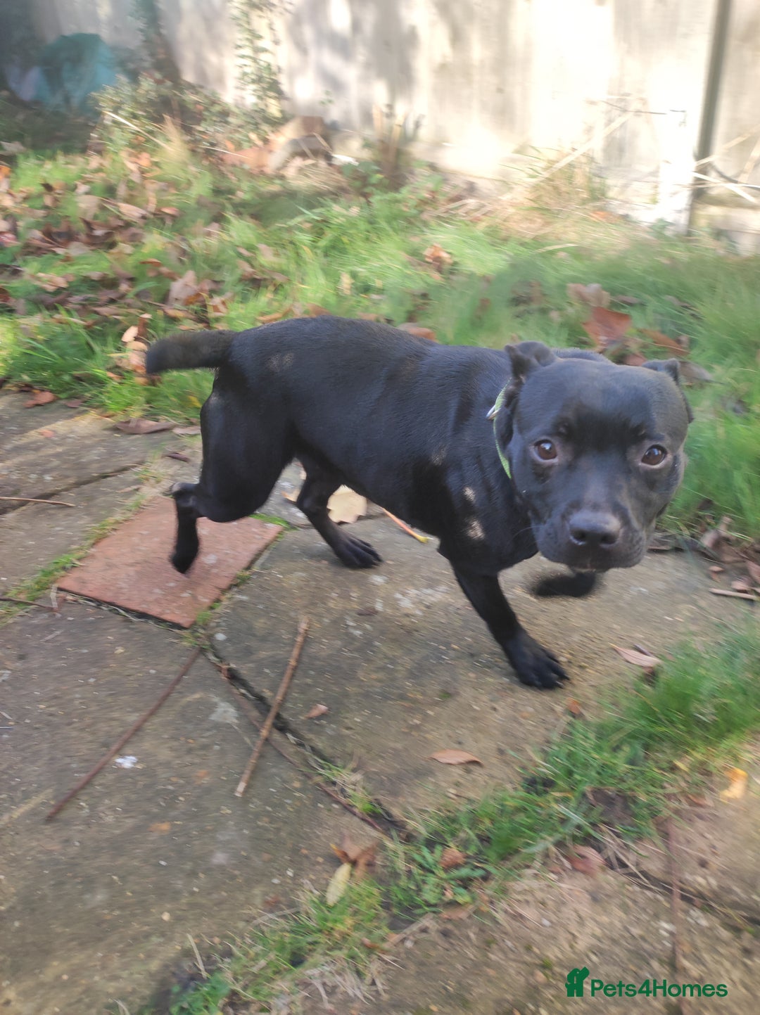 Staffordshire Bull Terrier dogs for sale: Staffordshire bull terrier bitch - Advert 3