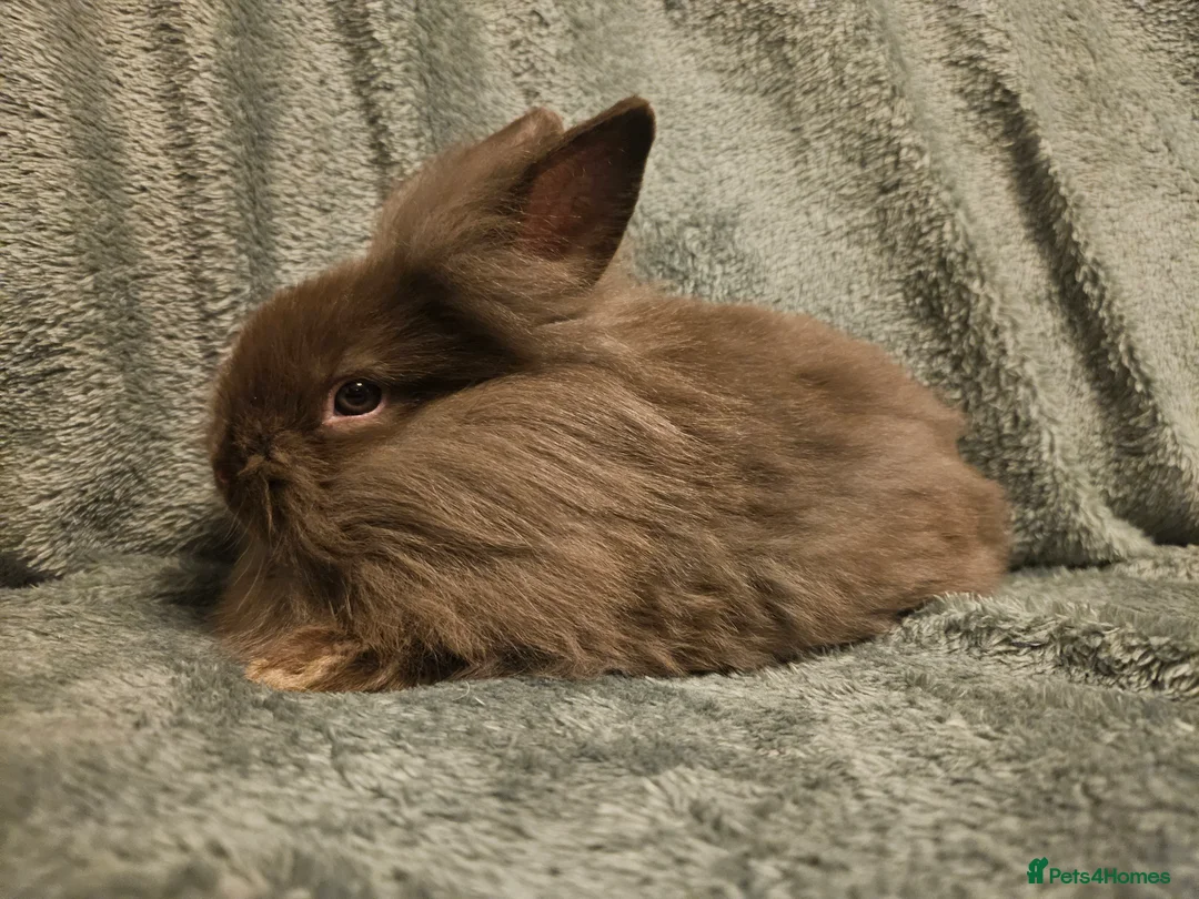 Lionhead rabbits for sale: Pure Lion head chocolate   **10 weeks ready **  - Advert 3