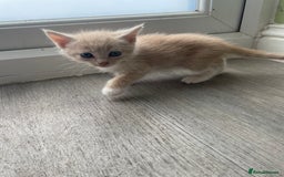 Mixed Breed cats for sale: British mixed breed - Image 4