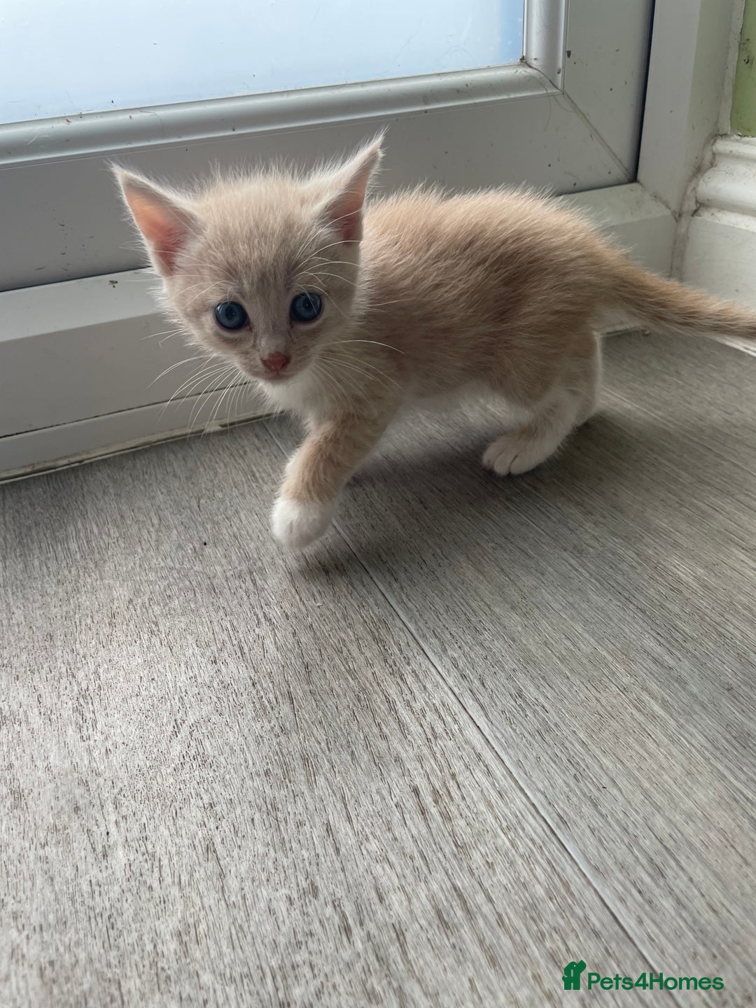 Mixed Breed cats for sale: British mixed breed - Image 4