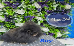 Lionhead rabbits for sale: Purebred lionhead babies available now  in Gloucester - Image 3