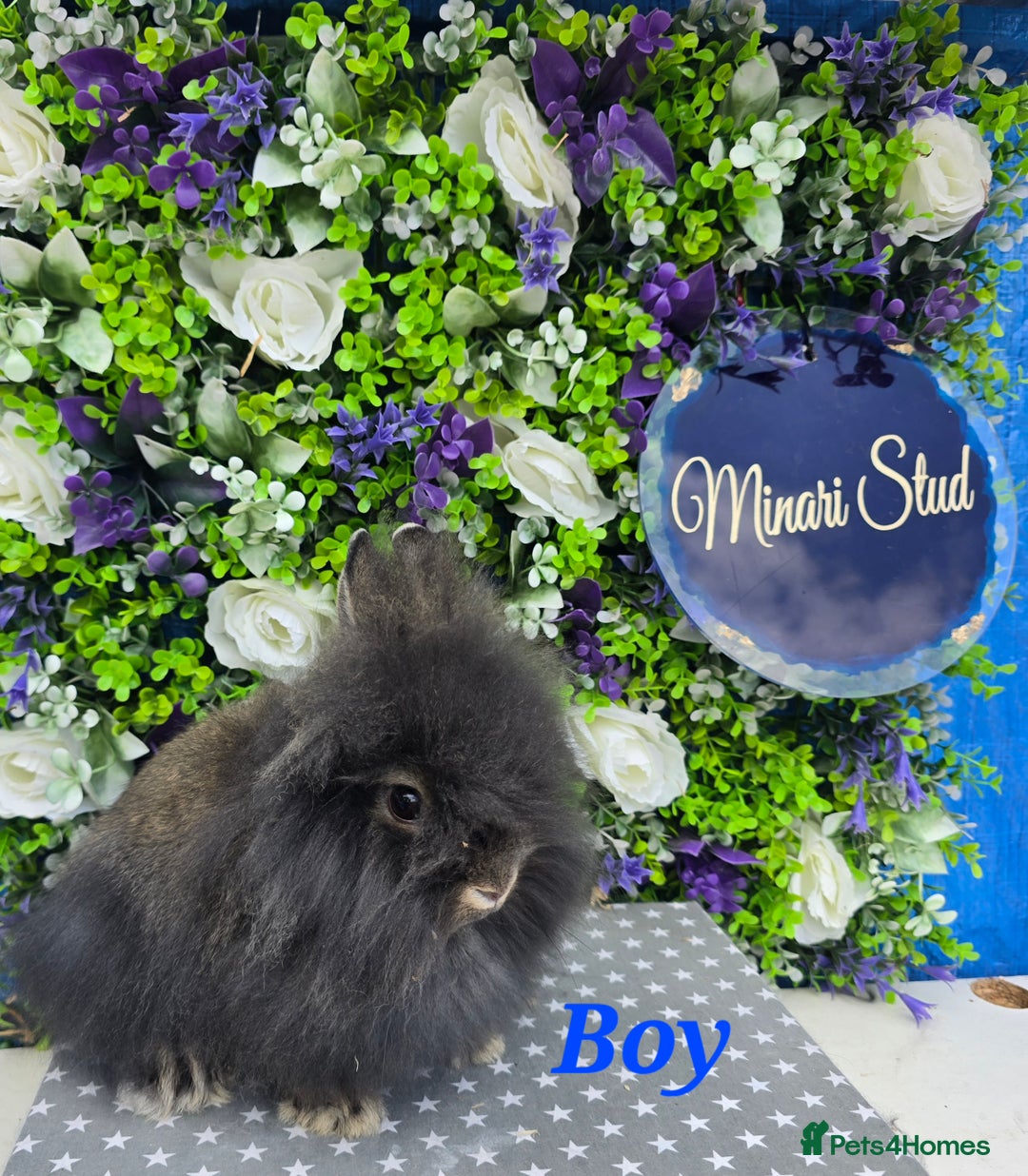 Lionhead rabbits for sale: Purebred lionhead babies available now  in Gloucester - Image 3