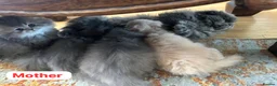 British Longhair cats for sale: Female  in London - Advert 2