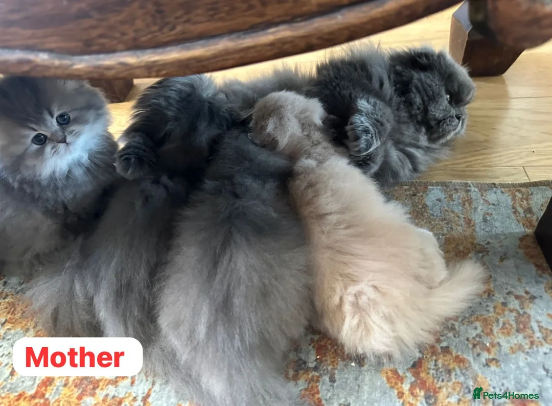 British Longhair cats for sale: Female  in London - Advert 2