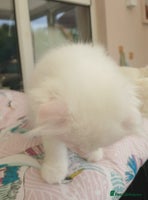 Scottish Fold cats ready now for there forever homes - Advert 3