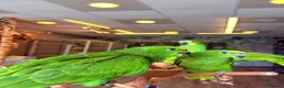 Parrots birds for sale: Gorgeous Baby Panama Amazon Parrots For Sale  - Advert 6