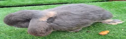 Continental Giant rabbits for sale: Super Stud Bunnies Health checked and Vaccinated  - Advert 15