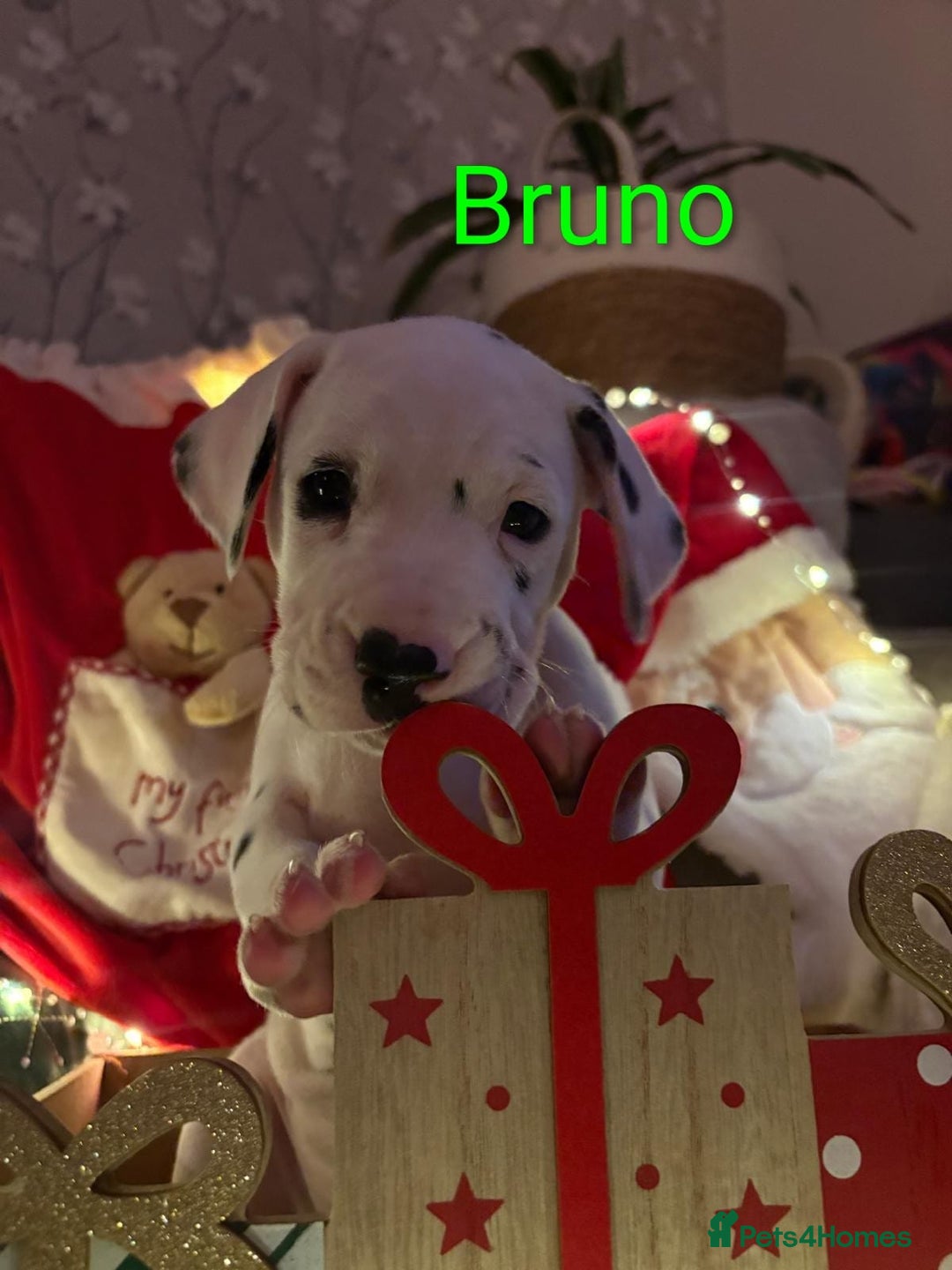 Dalmatian dogs for sale: Dalmatian puppies KC registered last 1 remaining - Advert 20