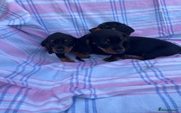 Dachshund dogs for sale: Dachshund puppies - Image 14
