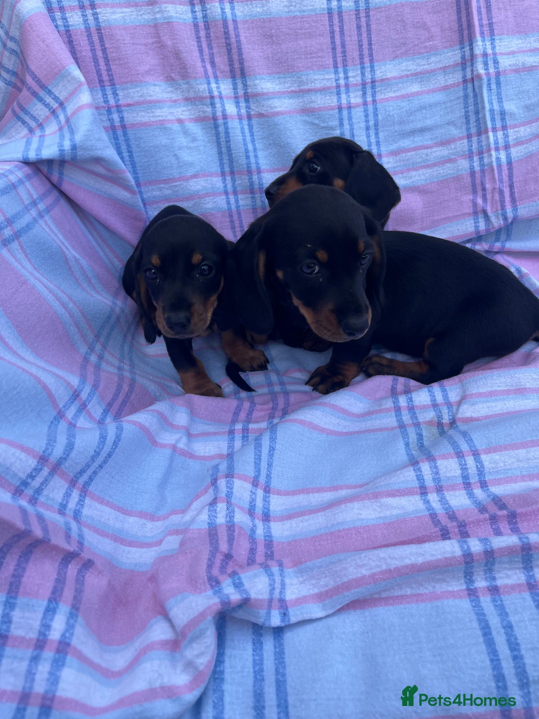 Dachshund dogs for sale: Dachshund puppies - Image 14