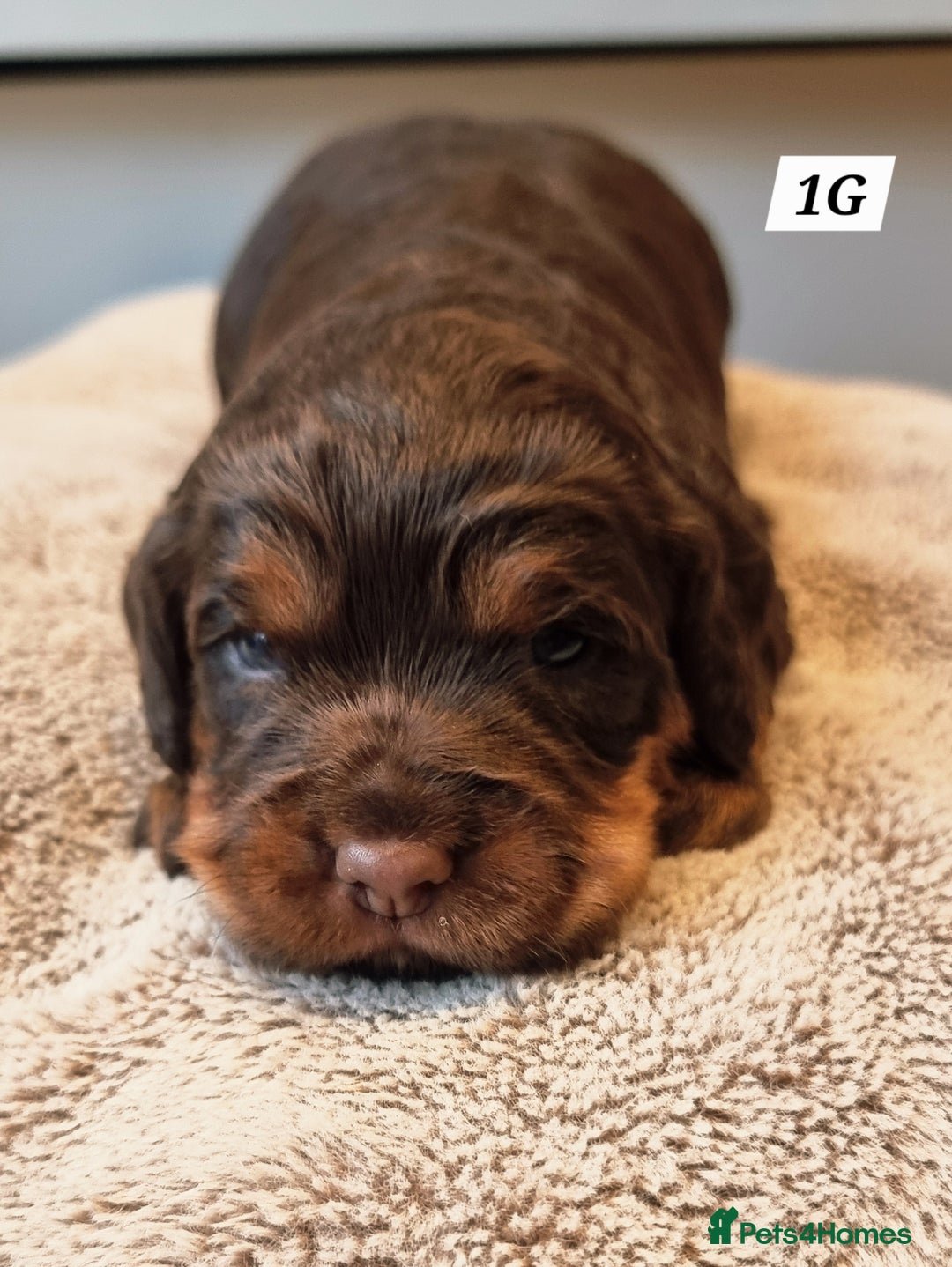 Cocker Spaniel dogs for sale: Working Cocker Spaniels (F1B) health checked. - Advert 2