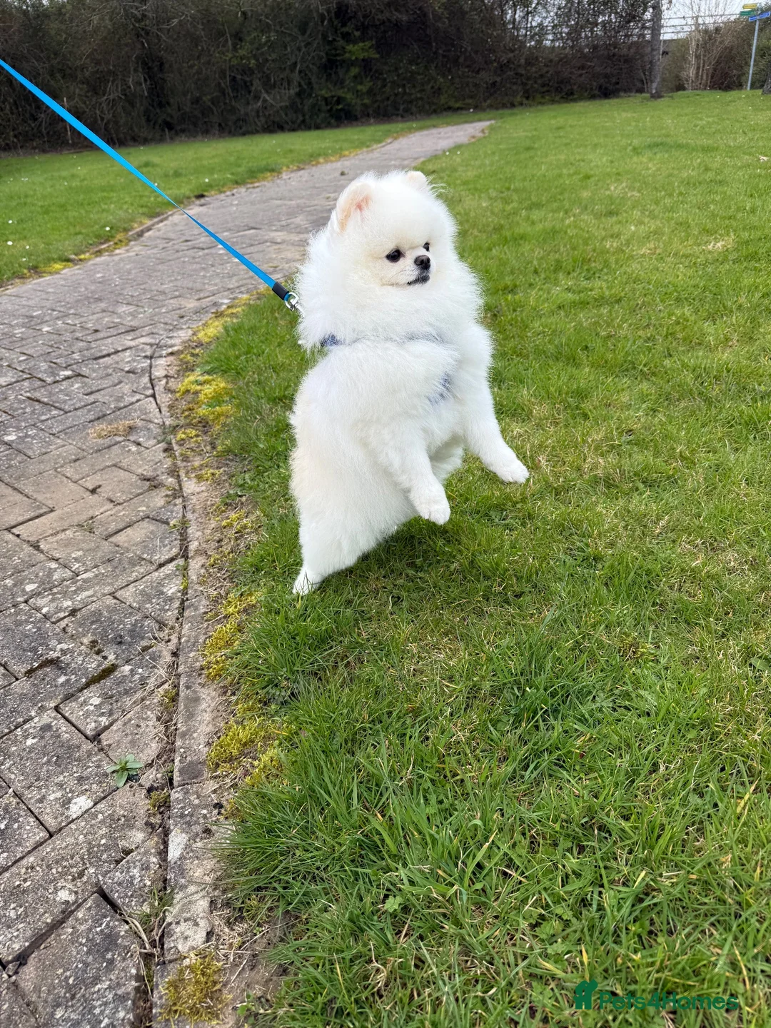 Pomeranian dogs for stud: Max (stud use only) Pomeranian  - Advert 5