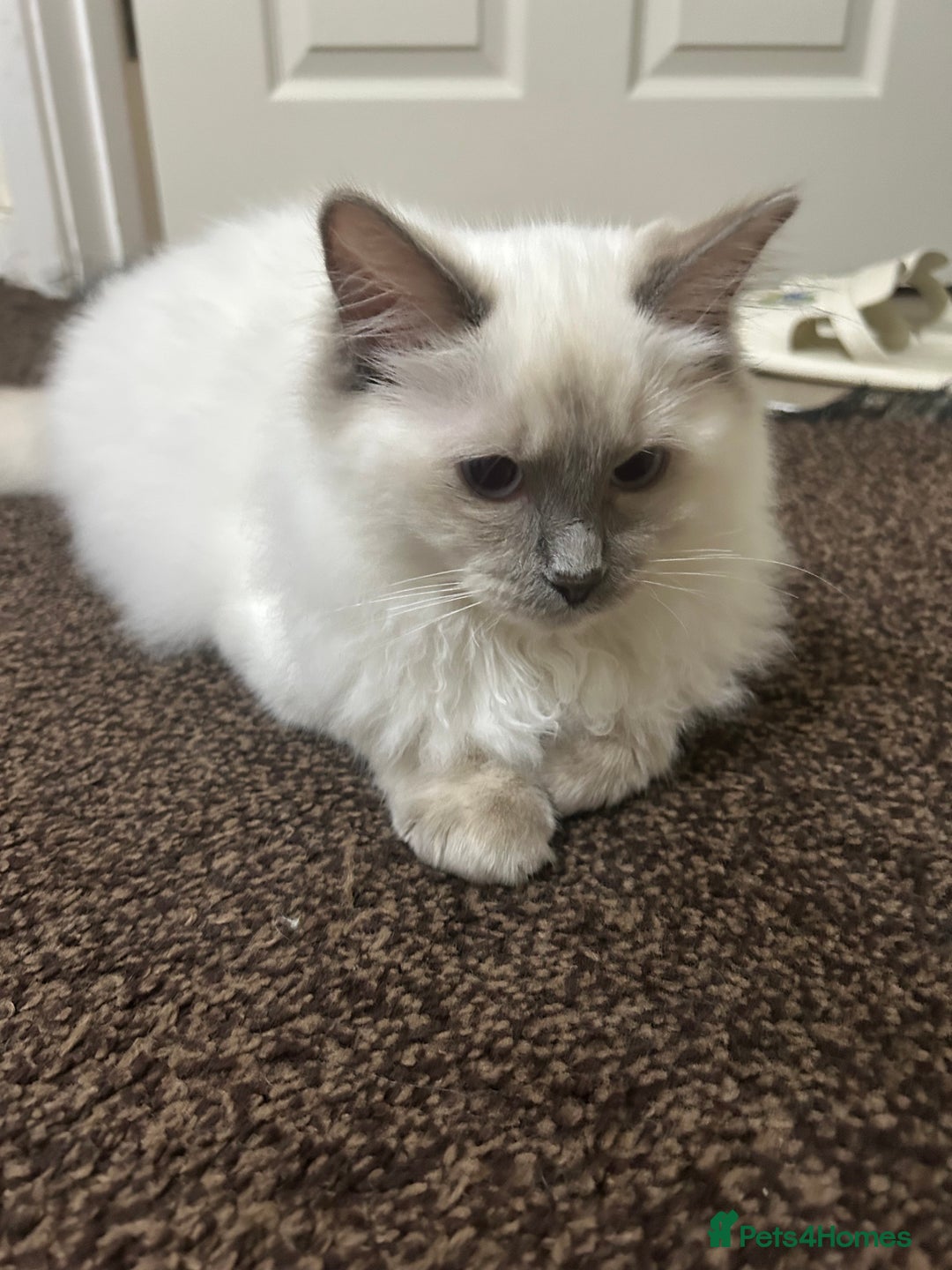 Ragdoll cats for sale: Stunning Male Baby Ragdoll Kittens  - Image 2