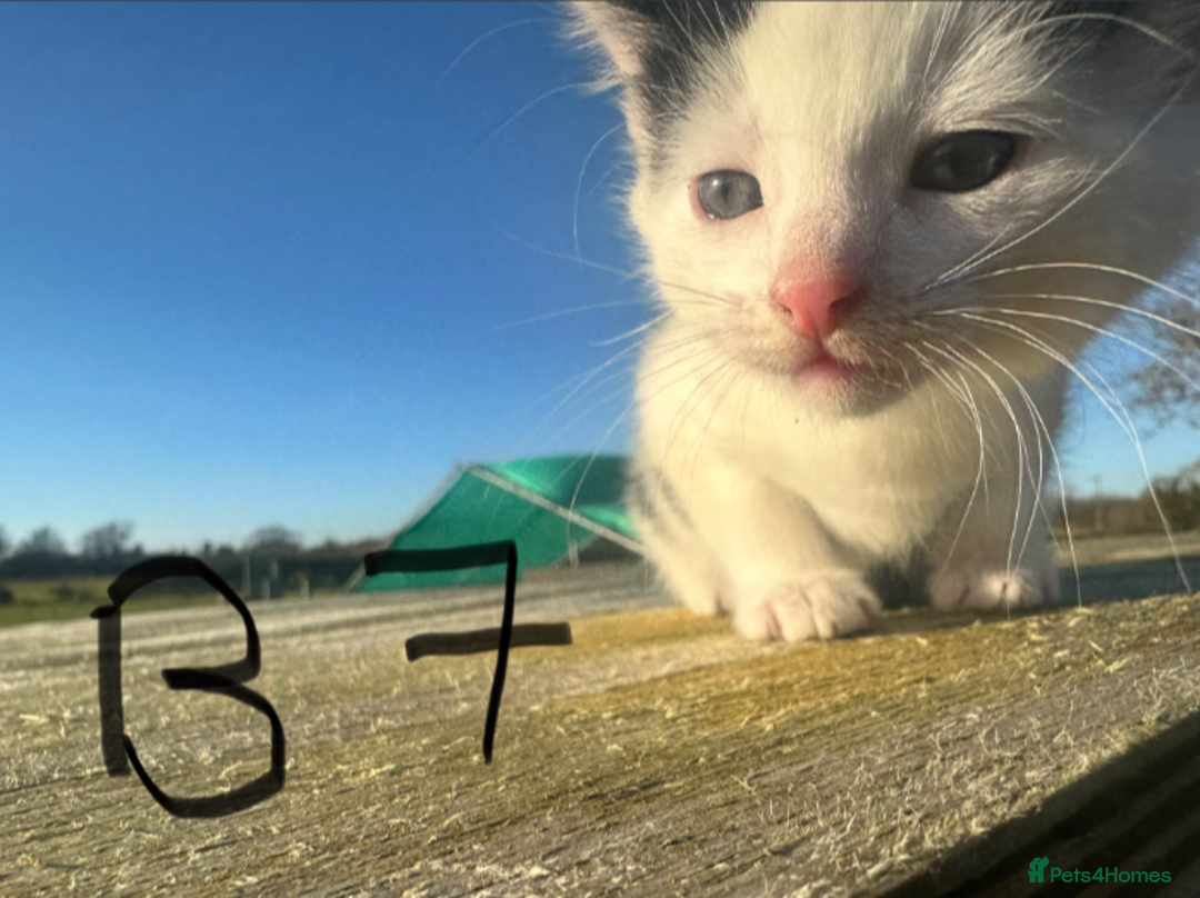 Mixed Breed cats for sale: Adorable Black and White Tuxedo Kittens - Advert 12