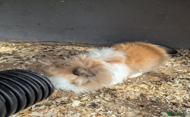 Lionhead rabbits - Advert 7