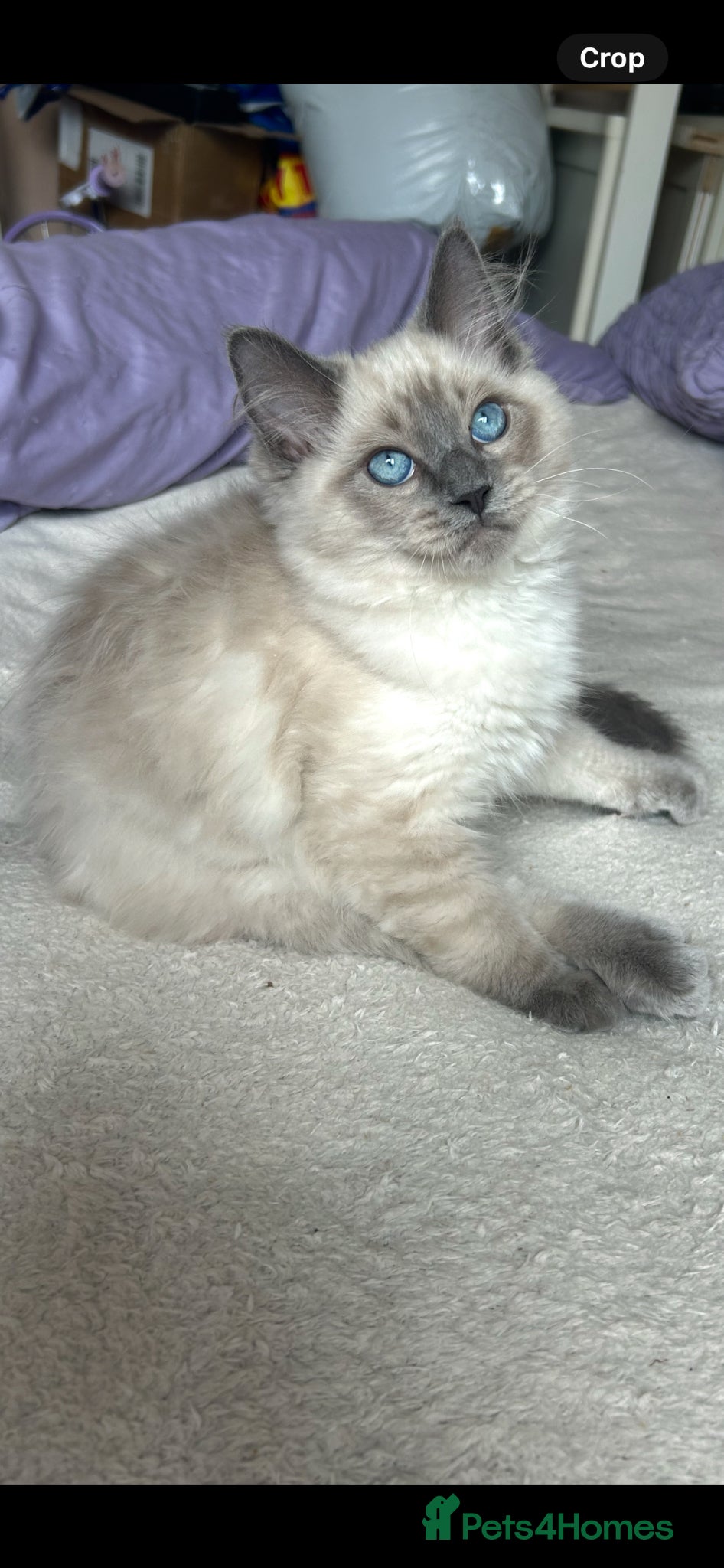 Ragdoll cats 4 pure Ragdoll kittens✨FREE ESSENTIAL STARTER PACK - Advert 3