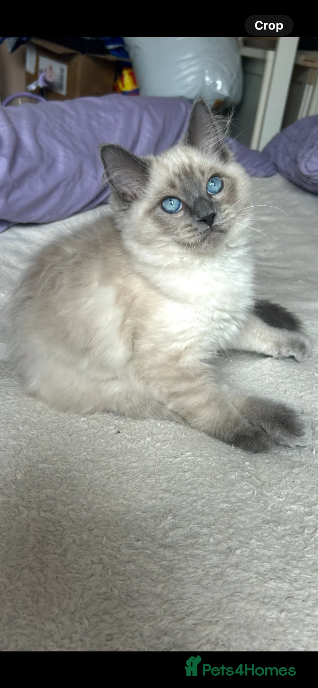 Ragdoll cats for sale: 4 pure Ragdoll kittens✨FREE ESSENTIAL STARTER PACK - Advert 1