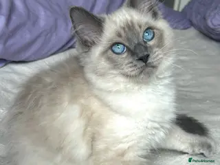 Ragdoll cats 4 pure Ragdoll kittens✨FREE ESSENTIAL STARTER PACK - Advert 6