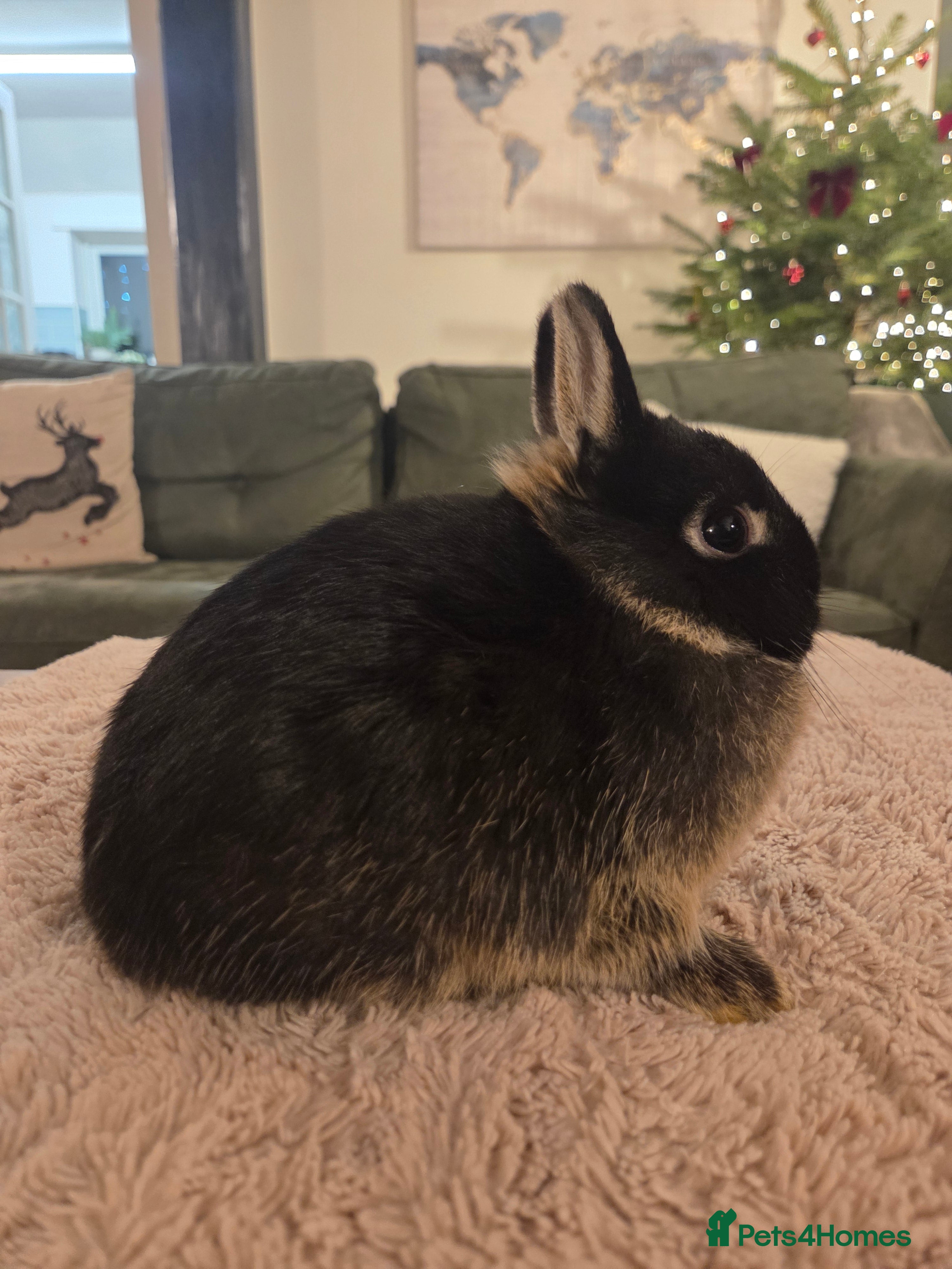 Netherland Dwarf rabbits Pure Netherland Dwarf READY TO LEAVE! - Advert 4